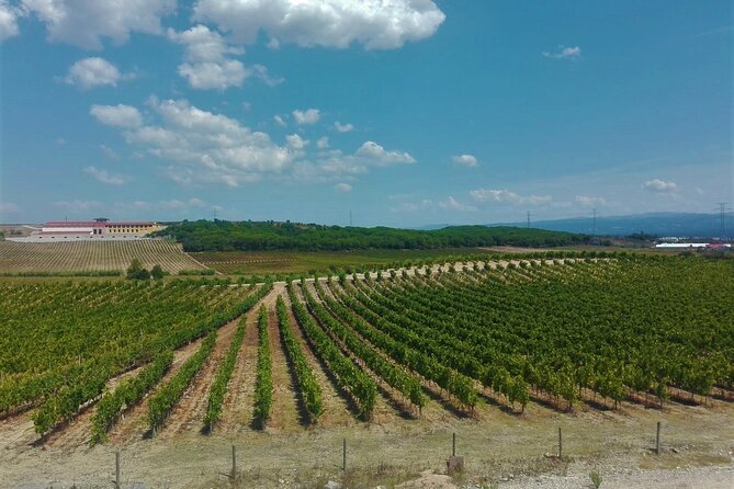 Bairrada Winery Route, full-day from Coimbra - Alianca Underground Museum: Cellar Tunnels You Can Actually Walk