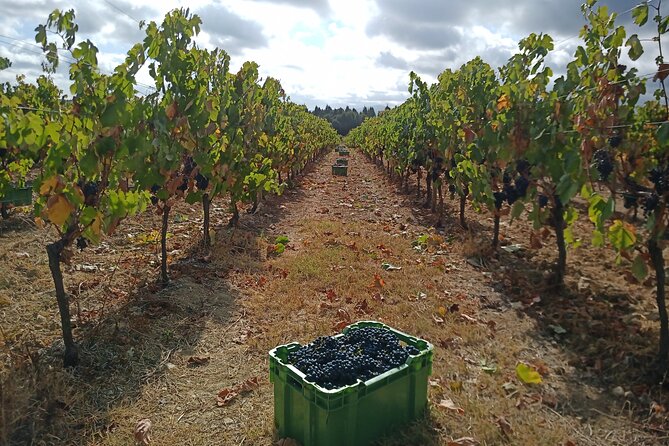 Bairrada Winery Route, half day from Coimbra - How the Tasting Works: Enjoy It Even If You’re Not Into Wine