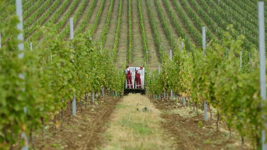 Baku: Organic Winery Tour in Shamakhi with Local Lunch - Inside the organic winery complex: vineyards, grapes, and scale