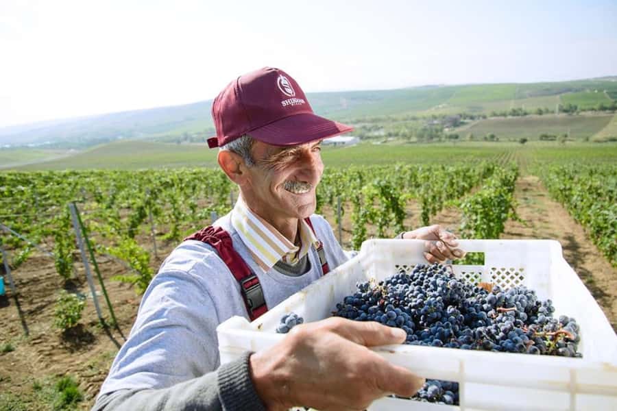 Baku: Organic Winery Tour in Shamakhi with Local Lunch - Should you book Nasimi’s Wine Tours in Shamakhi?