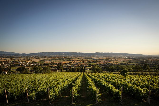Balsamic Vinegar, Olive oil and Organic Winery Tour in Assisi with tasting - Private, in-depth taste of Assisi: balsamic vinegar, olive oil, and wine