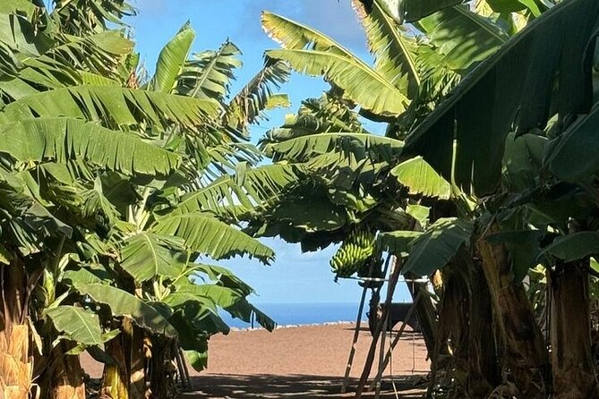 Banana Museum, Rum Distillery & Winery guided tour with tasting - Price and what you’re actually paying for