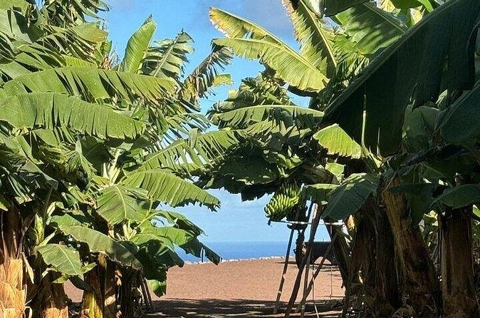 Banana Museum, Rum Distillery & Winery guided tour with tasting - Who should book this tour (and who might not love it)