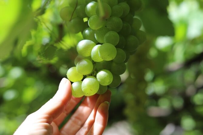 Banana Museum, Rum Distillery & Winery with Tasting: Premium tour - Agaete lunch break: using your 1 hour well