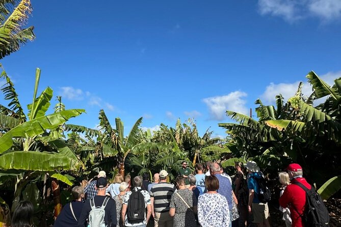 Banana Museum, Rum Distillery & Winery with Tasting: Premium tour - Bodega Los Berrazales: wine, coffee, and learning mojo