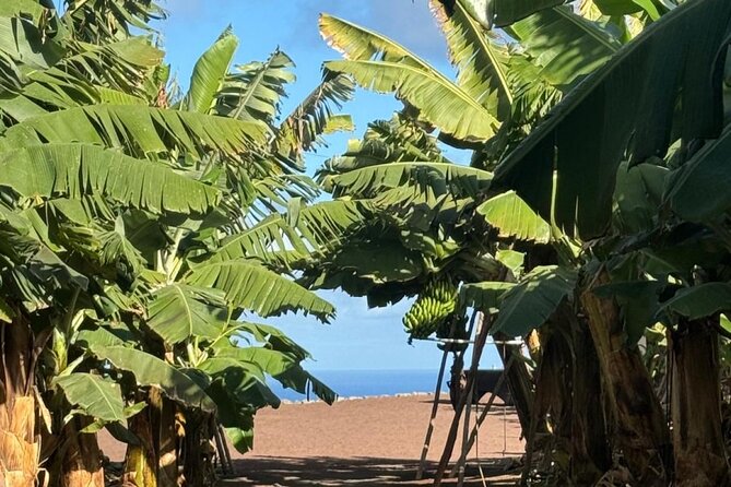 Banana Museum, Rum Distillery & Winery with Tasting: Premium tour - Transfers, meeting points, and bus comfort: small details that matter