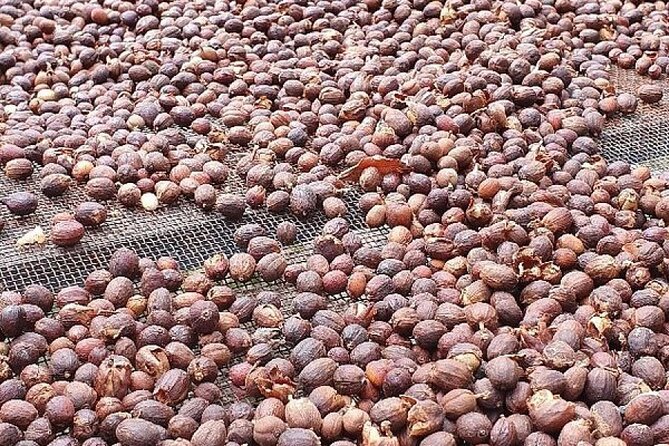 Banana Museum, Rum Distillery & Winery with Tasting: Premium tour - Price and value: is $83.27 worth it?