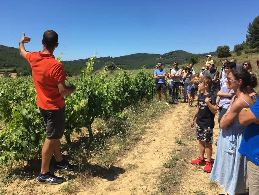Bandol: Family Vineyard Tour and Tasting - Key points worth knowing before you go