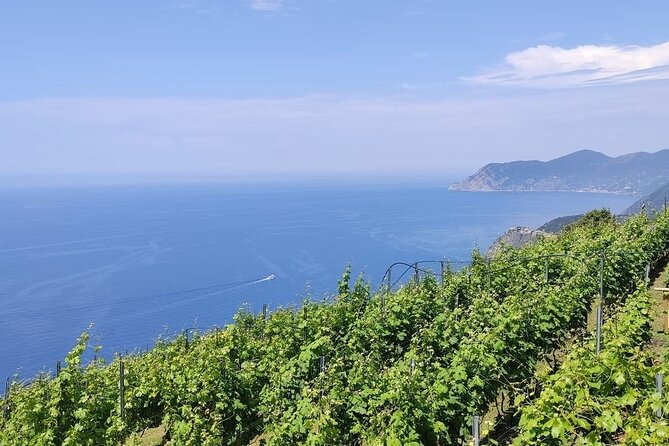 BarCa Winery Cinqueterre Trekking & Wine Tasting & Pesto Class - Key highlights