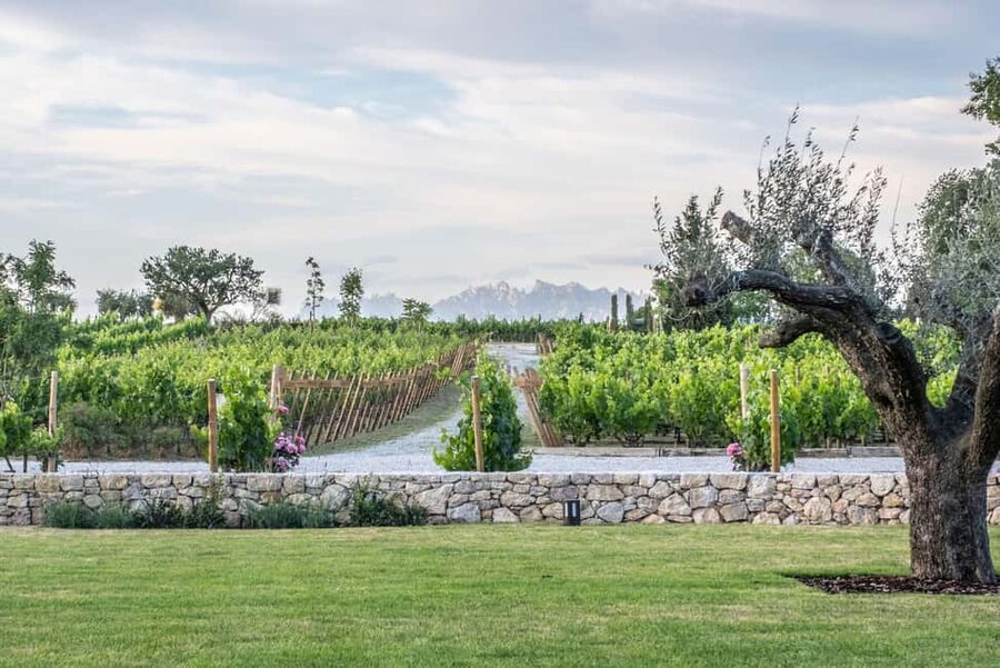 Barcelona-Penedès: Familia Torres wine & tapas winery tour - The Torres Family Legacy Audiovisual: a quick start that pays off