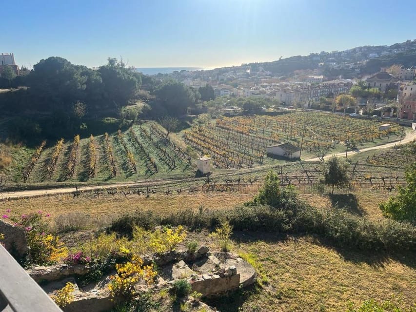 Barcelona: Sailing and Alella Winery Tour with Wine Tasting - The guided winery tour: learn the process, not just the brand