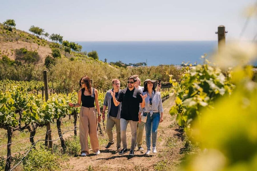 Barcelona: Sailing Cruise & Vineyard Tour with Wine Tasting - Should you book the Barcelona sailing + Alella vineyard tour?