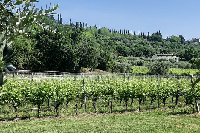 Bardolino: vineyard tour, wine, oil and food tasting - The wine lineup: how each label fits the Bardolino style
