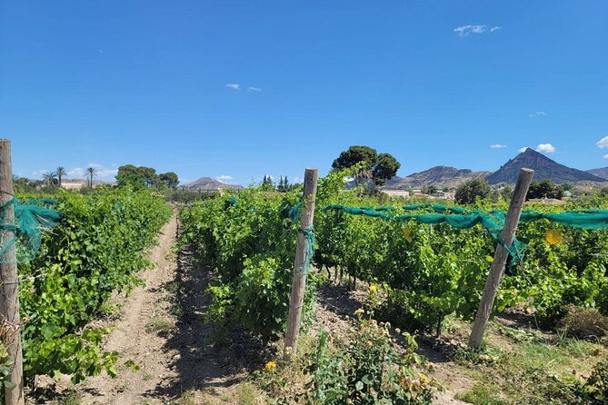 Beautiful Winery in the Alicante - Bodega Casa Sicilia in Alicante: Why the Two-Hour Format Works