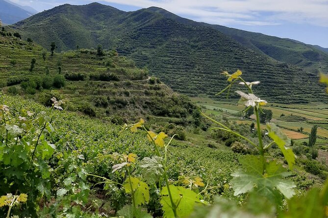 Berat 4x4 Off-Road and Vineyard Wine Tasting - Group Size, Pickup Timing, and How the Day Flows