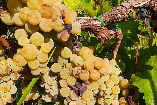 Berat 4x4 Off-Road and Vineyard Wine Tasting - FAQ