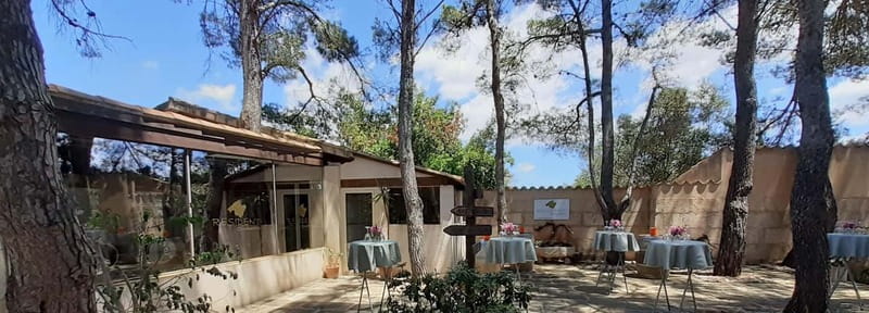 Binissalem: Individual vineyard tour and wine tasting in German - Key highlights you’ll feel right away