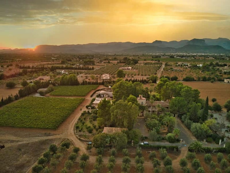 Binissalem: Individual vineyard tour and wine tasting in German - Binissalem wine tour basics: what this 2-hour experience really is