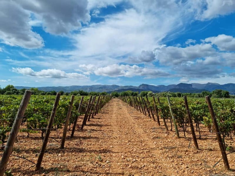 Binissalem: Individual vineyard tour and wine tasting in German - The vineyard walk: why it matters before you start pouring