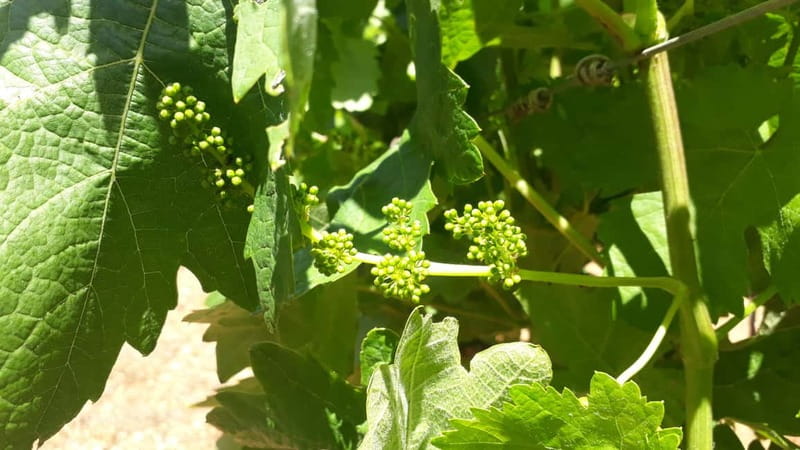 Binissalem: Individual vineyard tour and wine tasting in German - Nici and Timo: why the hosting style boosts everything
