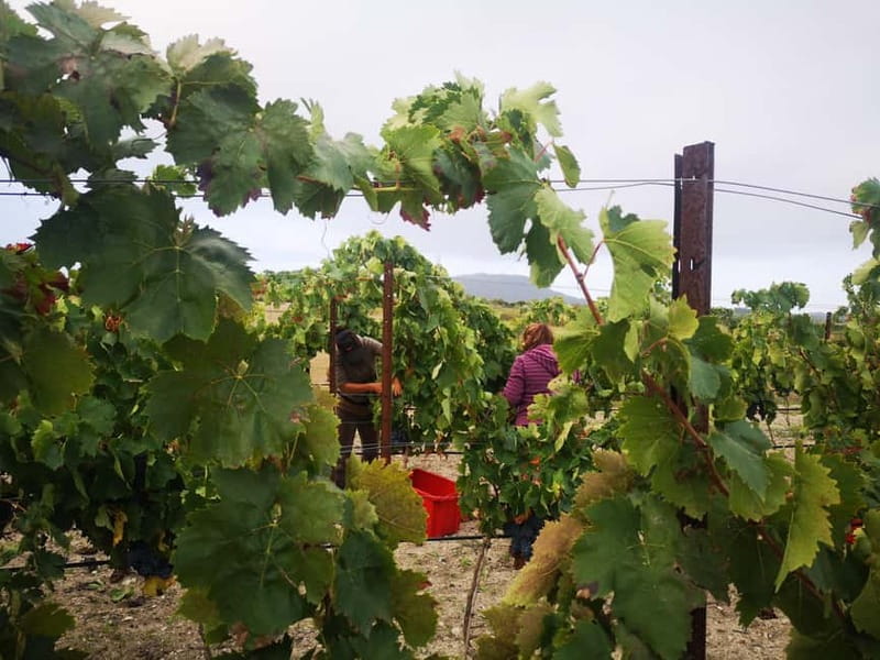 Binissalem: Individual vineyard tour and wine tasting in German - Value check: is $29 for a wine tour in Mallorca worth it?