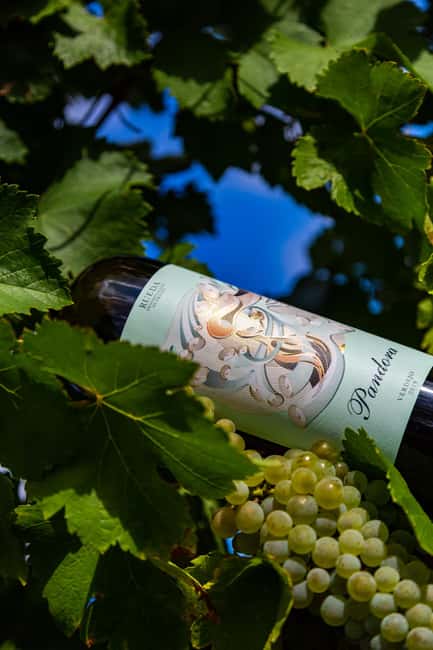 BODEGAS PANDORA: tour through vineyards and winery with wine tasting. - Inside the winery: winemaking, then a tasting in the tank