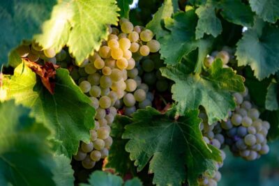 BODEGAS PANDORA: tour through vineyards and winery with wine tasting. - How the vineyard garden sets up the whole story