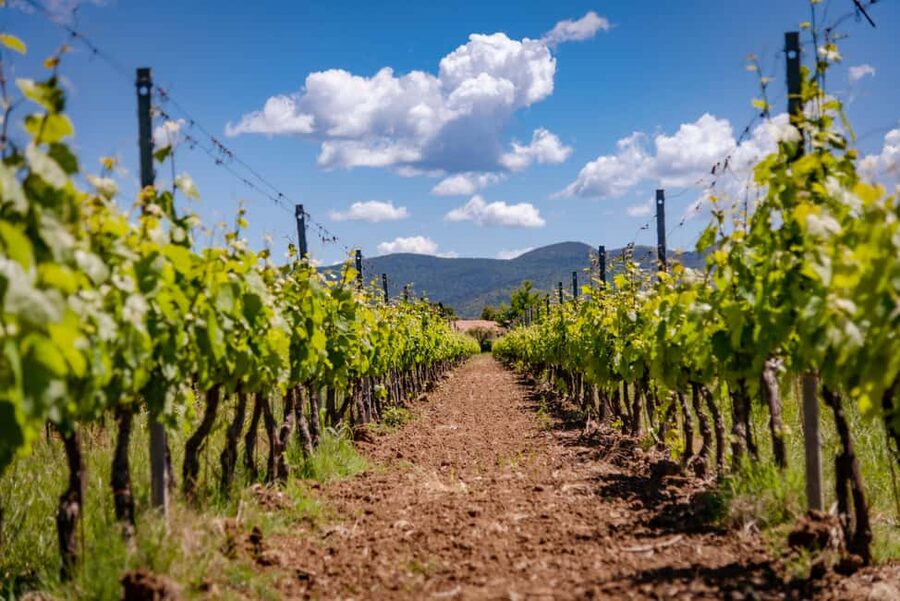 Bolgheri: a guided tour of the winery and a tasting of our wines - Key takeaways
