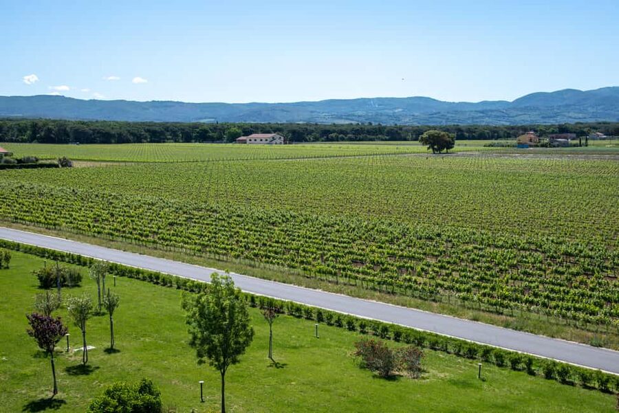 Bolgheri: a guided tour of the winery and a tasting of our wines - Price and Value: Is $41 Worth It?