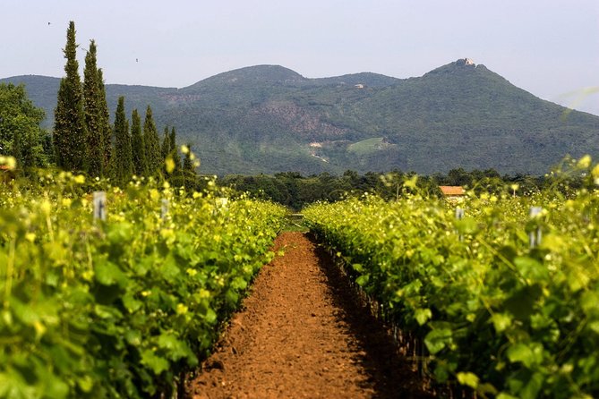 Bolgheri: Classic Wine Tasting with Winery Tour - Meeting at Farm Lands of the Marquis: how to avoid a lost-in-Bolgheri moment