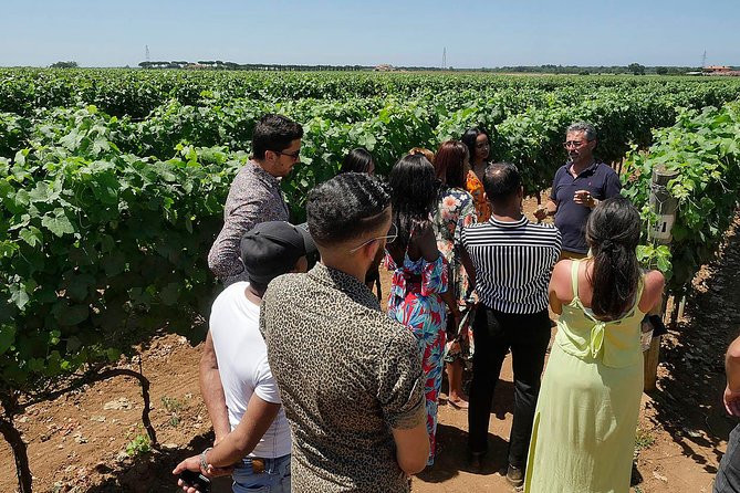 Bolgheri: Classic Wine Tasting with Winery Tour - How the guide makes or breaks the experience (and why small groups help)
