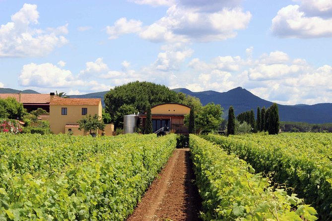 Bolgheri: Classic Wine Tasting with Winery Tour - Vineyard stop: seeing what Terre del Marchesato does before tasting