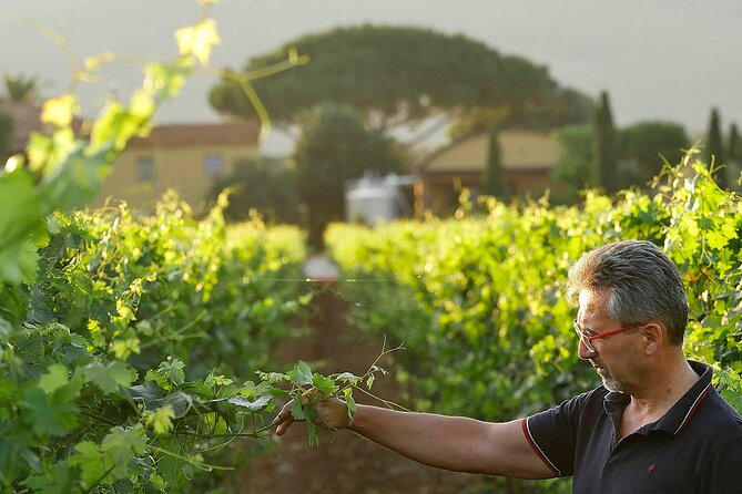 Bolgheri: Premium Wine Tasting with Winery Tour - The Cellar Walk: Aging Steps and Possible Live Harvest Phases