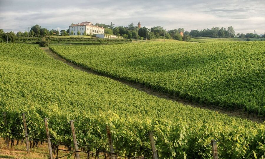Bologna Vineyard Vista: a journey through Emilian wines - Bologna’s Emilian Wine Country Day: What You’ll Do for 1.5 to 2 Hours