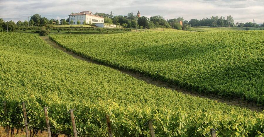 Bologna Vineyard Vista: a journey through Emilian wines - Price and Logistics: Getting Your Money’s Worth