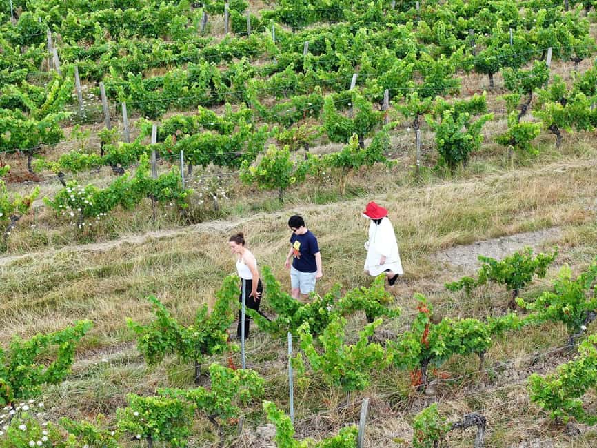 Bordeaux: Explore an Organic Family Vineyard with Tasting - FAQ