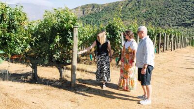 Boutique Winery Half-Day Tour & Vineyard Platter-Style Lunch - Electric-car transport and small-group pacing you can actually feel