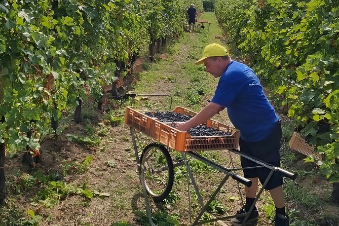 Boutique Winery Tour & Tasting in Valpolicella - The Tasting of Classic Valpolicella Wines