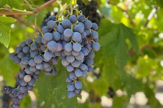 Boutique Winery Tour & Tasting in Valpolicella - Price and Value: What $72.56 Gets You