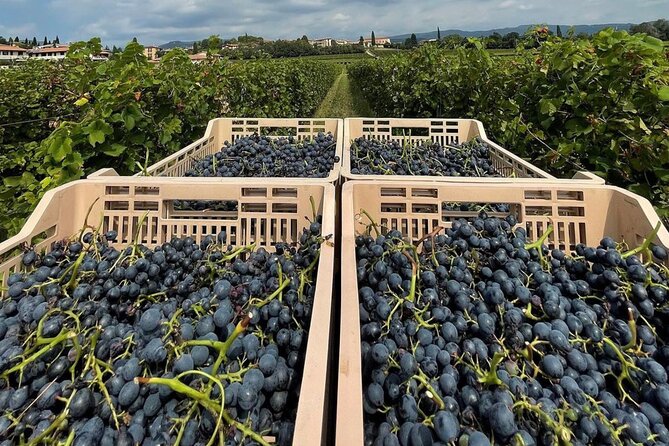 Boutique Winery Tour & Tasting in Valpolicella - Who This Tour Suits Best