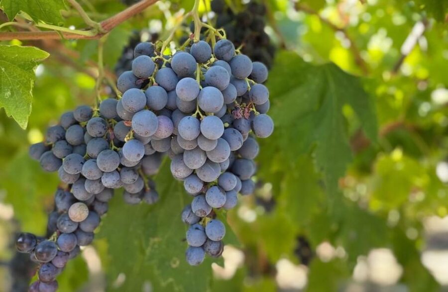 Boutique Winery Tour & Tasting in Valpolicella - Simple tips to make your tasting smoother