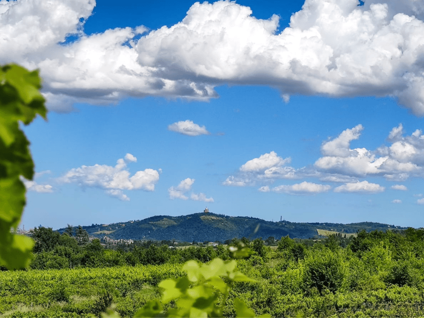 Boutique Winery Tour with Wine Tasting & Food in Bologna - Practical tips for a smooth experience in the Bologna hills