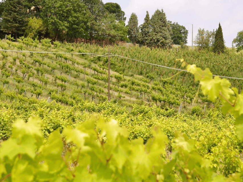 Boutique Winery Tour with Wine Tasting & Food in Bologna - Should you book this boutique winery tour?