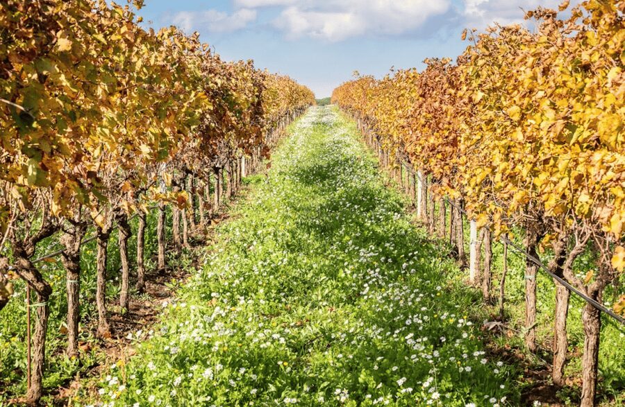Boutique Winery Visit & Tasting near Rome - The 10-minute vineyard walk: learning soil and habits in real time