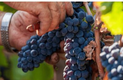 Boutique Winery Visit & Tasting near Rome - Finding Gaffino: meeting point and what to expect on arrival