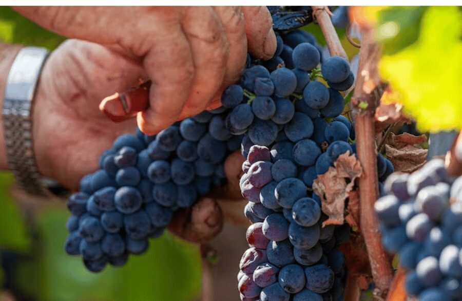 Boutique Winery Visit & Tasting near Rome - Finding Gaffino: meeting point and what to expect on arrival