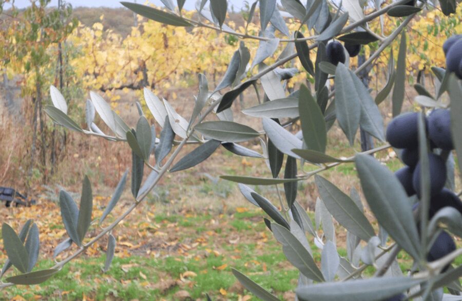 Boutique Winery Visit & Wine Tasting near Arezzo - Inside the winery: what you’ll see in about 15 minutes