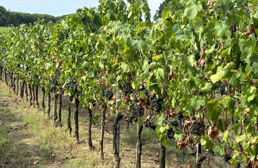Boutique Winery Visit & Wine Tasting near Arezzo - Price and value: is $41 worth it?