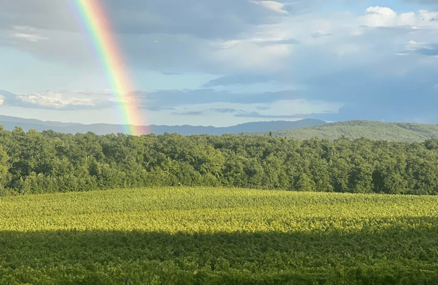 Boutique Winery Visit & Wine Tasting near Arezzo - What to expect from the timing (and how to plan your day)