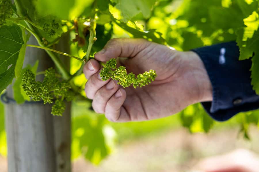 Brisbane: Boutique Winery Tour with Gourmet Lunch - Comfort details and practical tips: what to bring and how to time your day